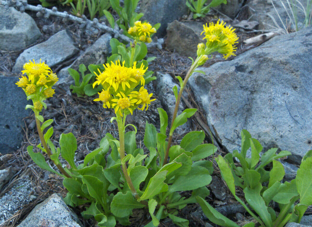 Image of Mt. Albert goldenrod