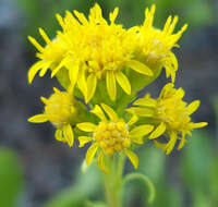 Image of Mt. Albert goldenrod