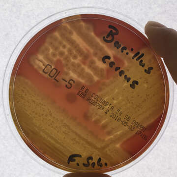 Imagem de Bacillus cereus