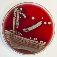 Image de Staphylococcus condimenti