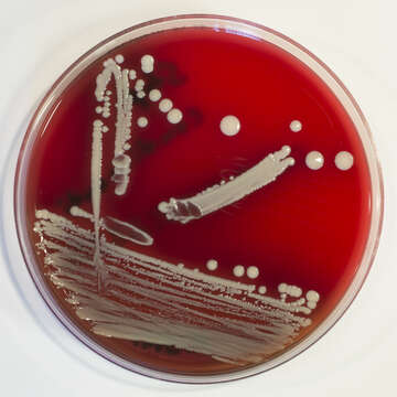 Image of Staphylococcus condimenti