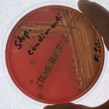 Image of Staphylococcus condimenti