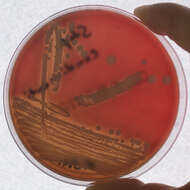 Image de Staphylococcus condimenti