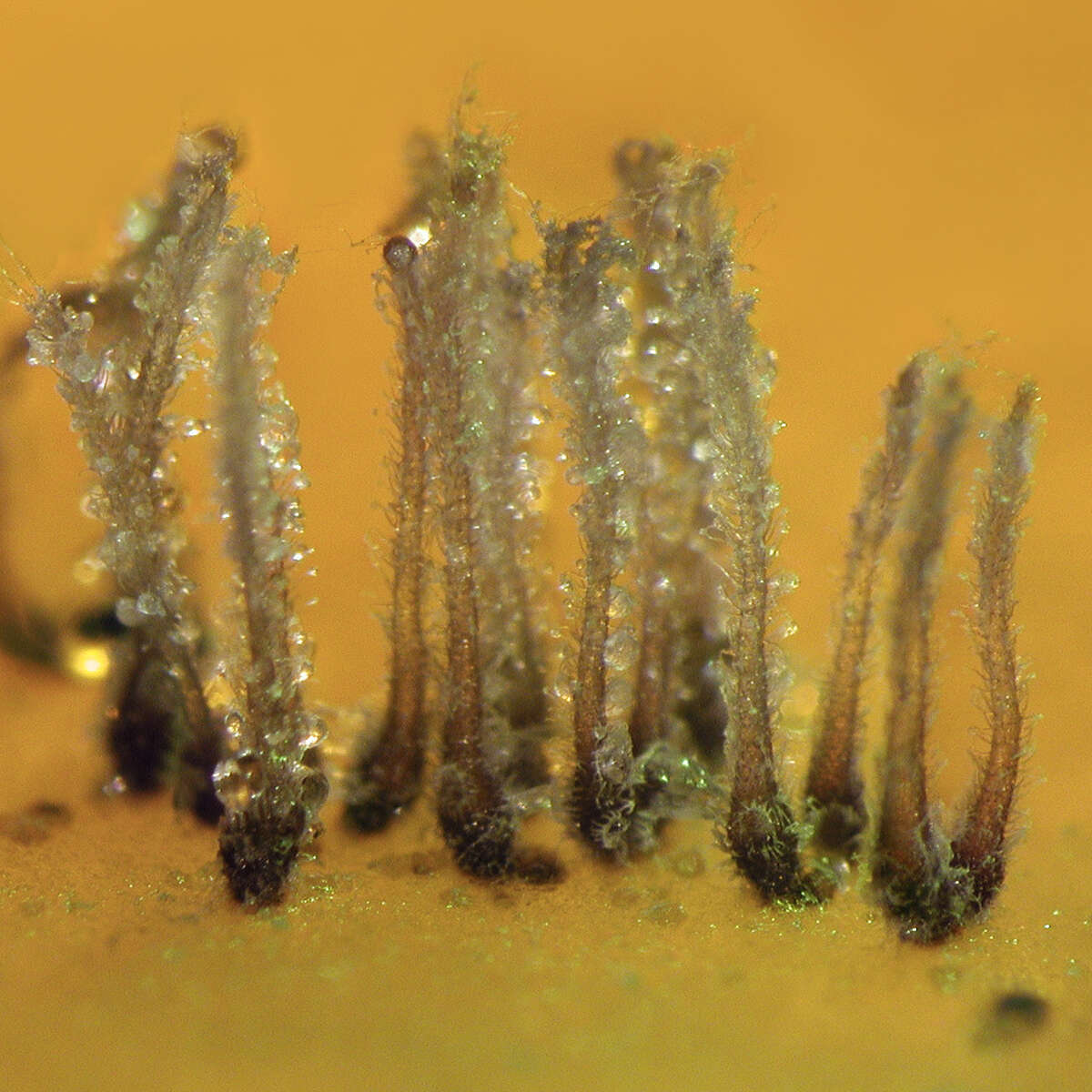 Image of Guanomyces polythrix M. C. González, Hanlin & Ulloa 2000