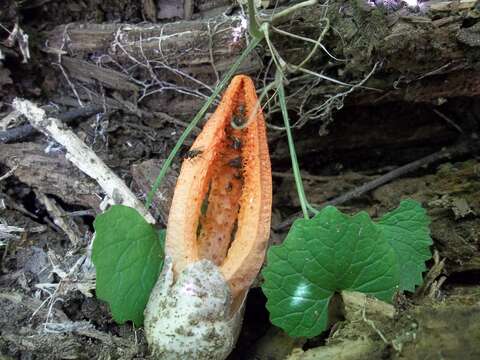 Image of stinkhorn