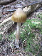 Image of Amanita sinicoflava Tulloss 1988