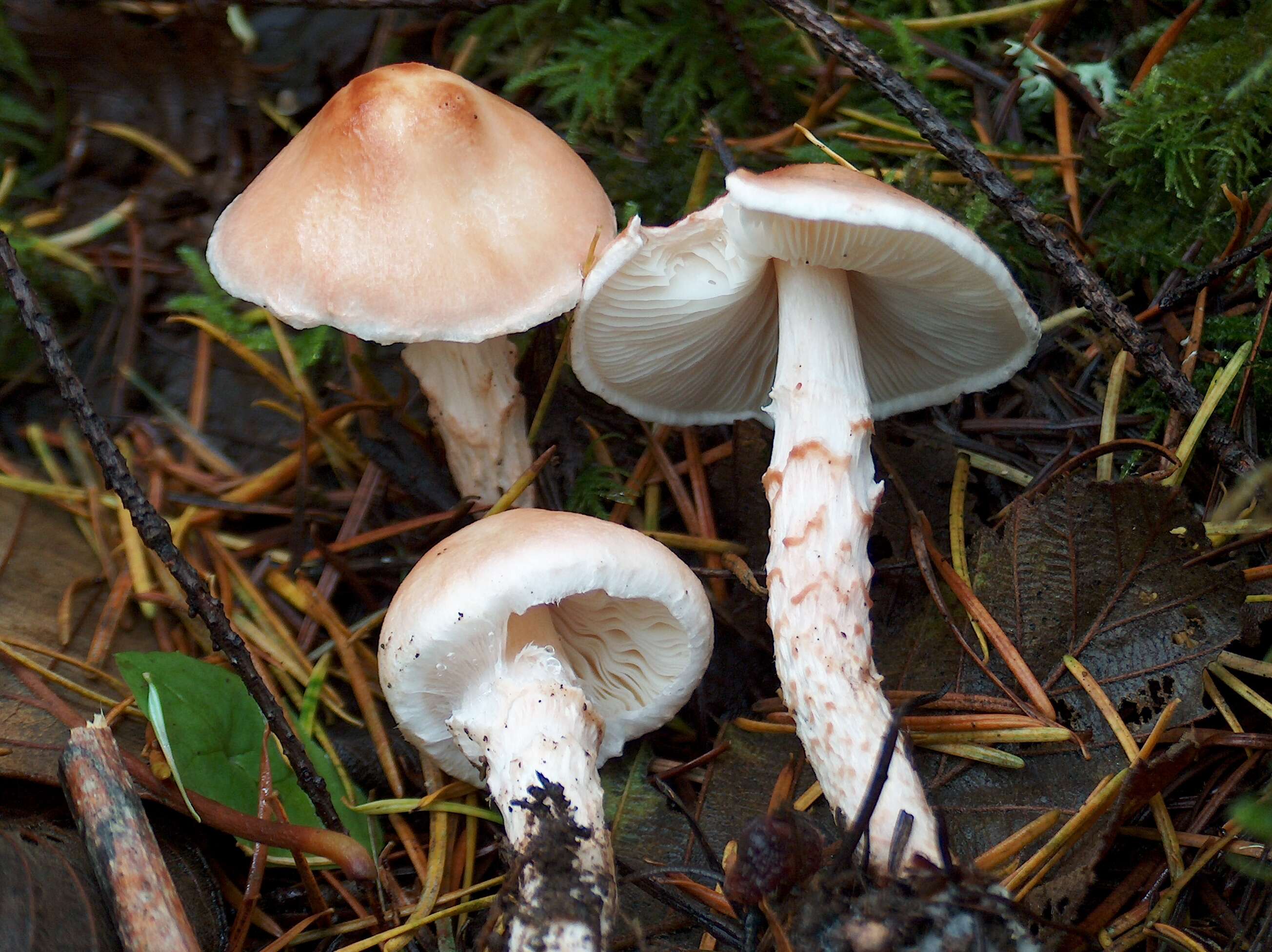 Image of Lepiota subincarnata J. E. Lange 1940