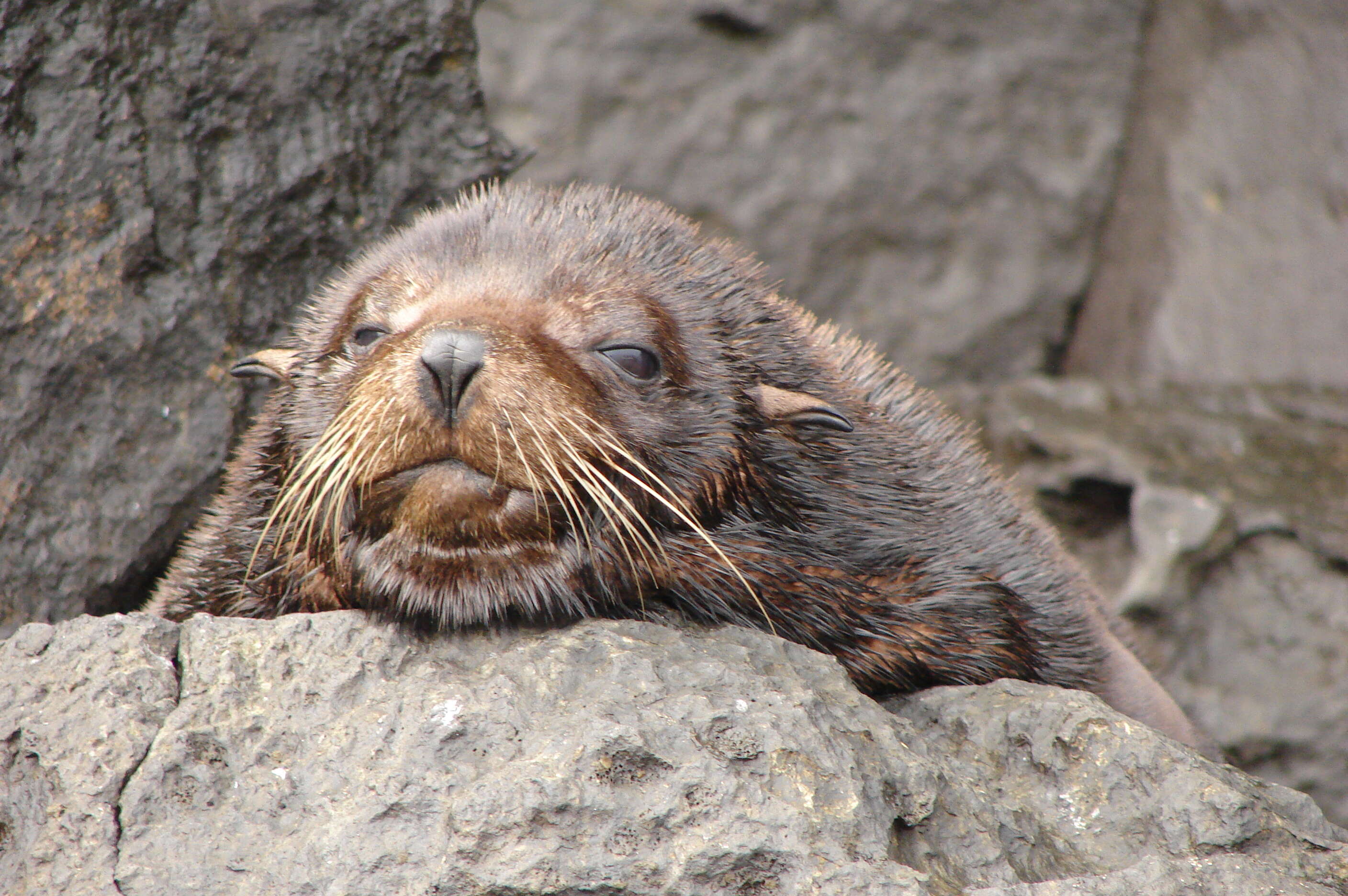 Image of Galapagos Fur Seal