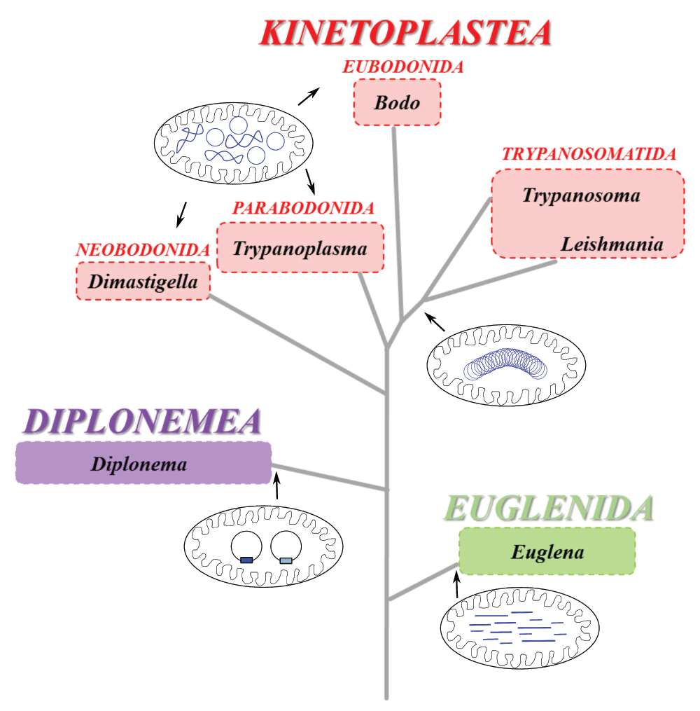 Image of Euglenozoa