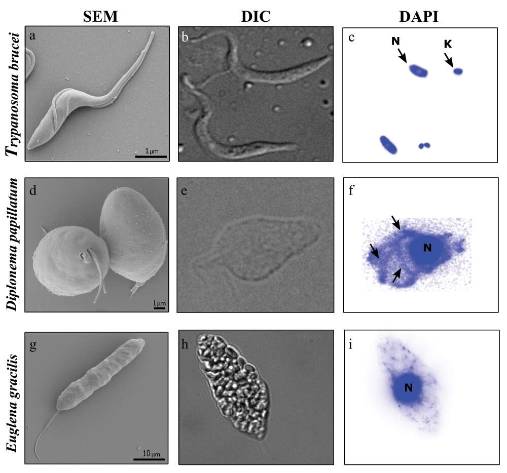 Image of Euglenozoa