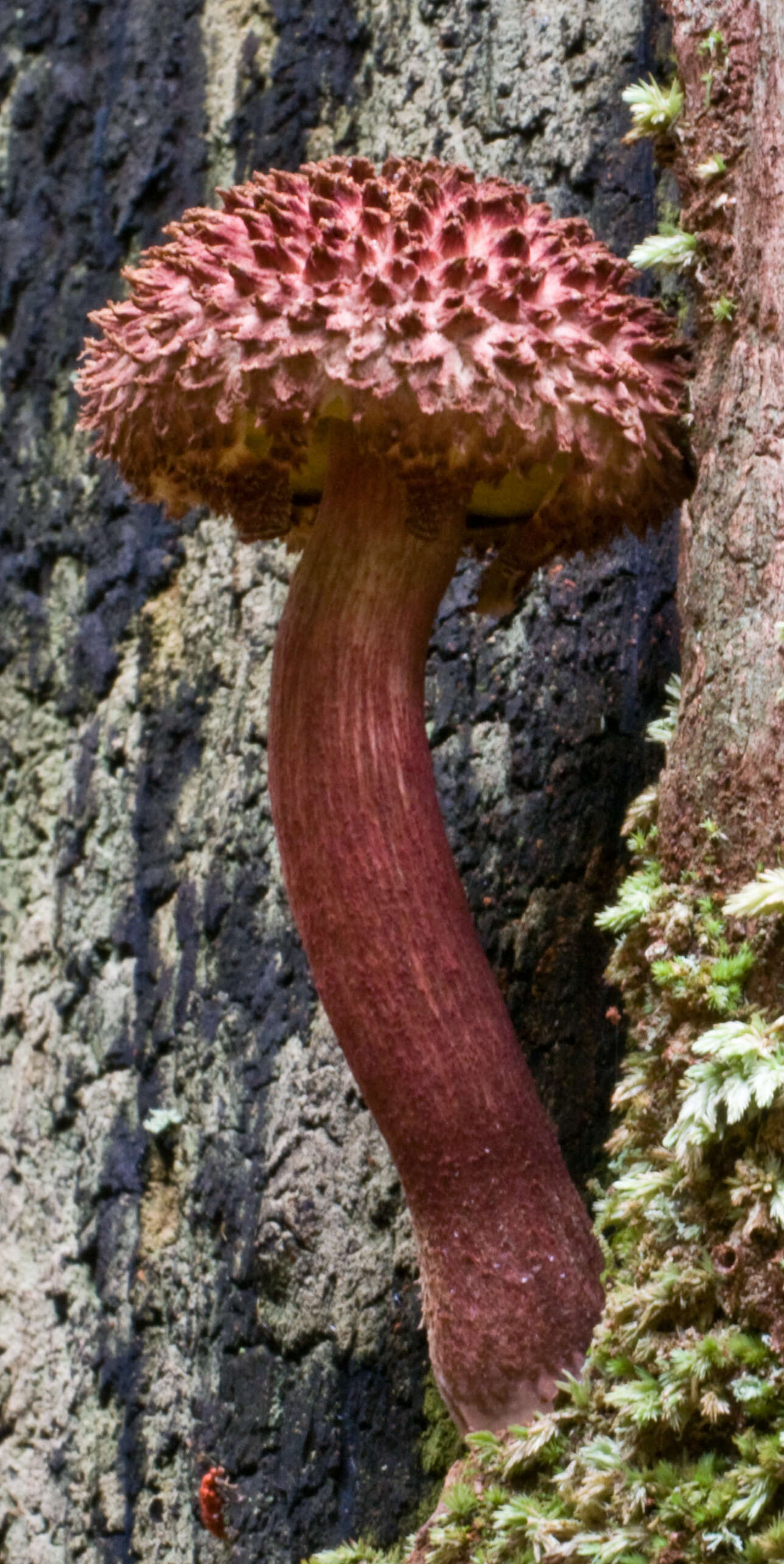 Sivun Boletellus emodensis (Berk.) Singer 1942 kuva