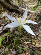 Zephyranthes atamasco (L.) Herb. resmi