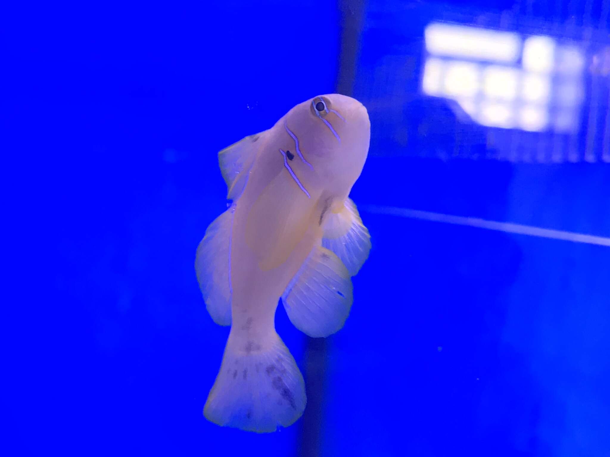 Image of Yellow clown goby