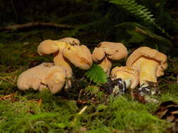 Image of Cantharellus roseocanus (Redhead, Norvell & Danell) Redhead, Norvell & Moncalvo 2012