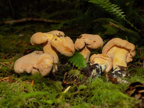 Cantharellus roseocanus (Redhead, Norvell & Danell) Redhead, Norvell & Moncalvo 2012 resmi