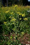 Image of charlock mustard