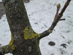 Image of orange wall lichen