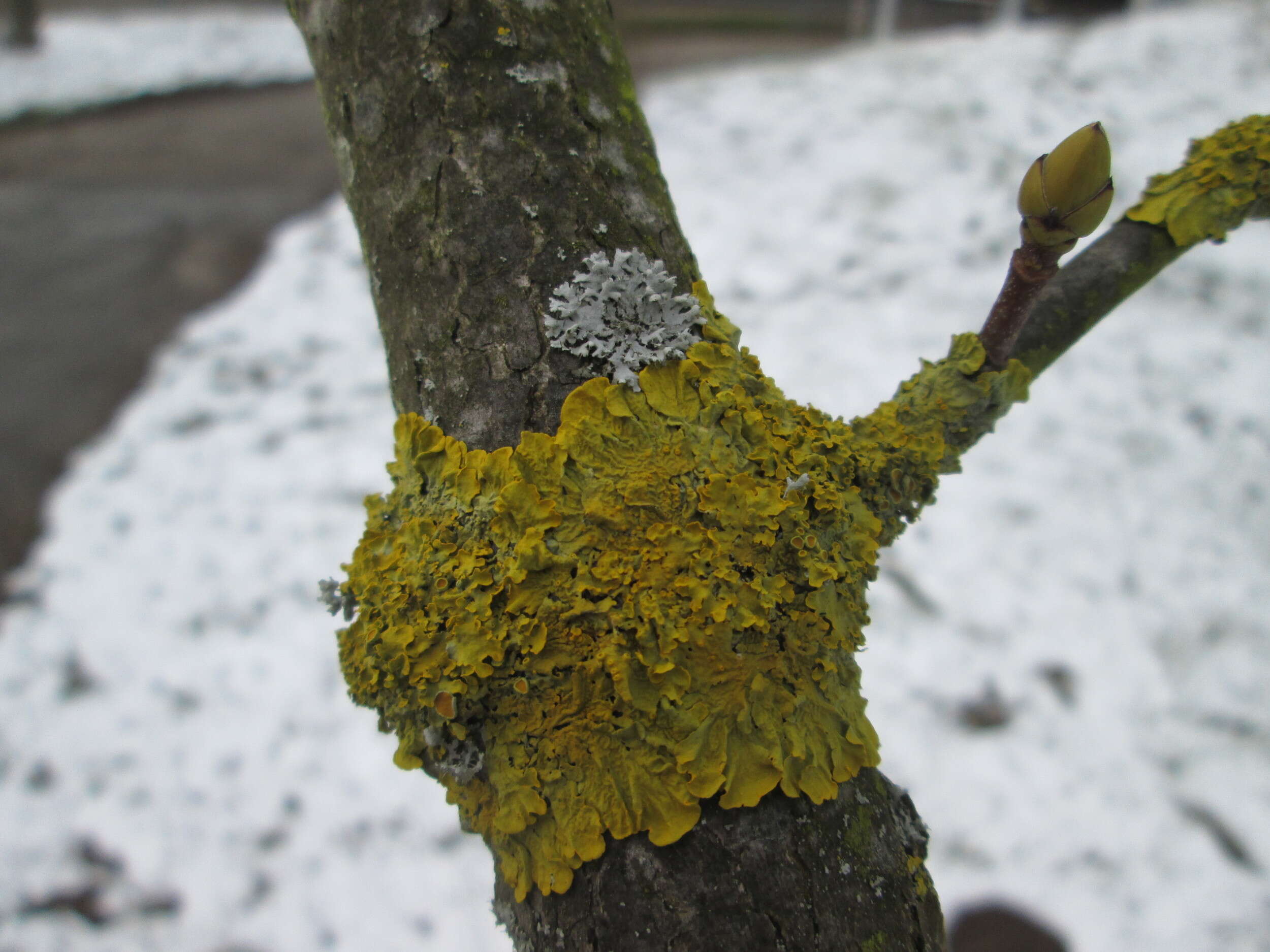 Image of orange wall lichen