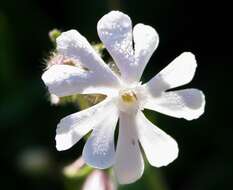 Image of Bladder Campion