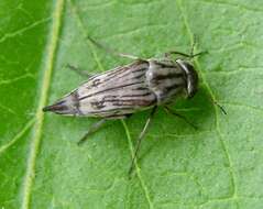 Image de Tomoxia lineella Le Conte 1862