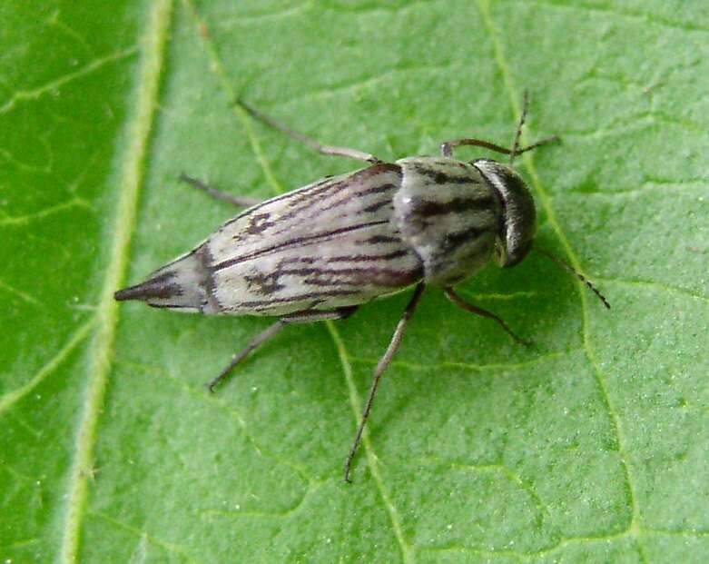 Image de Tomoxia lineella Le Conte 1862