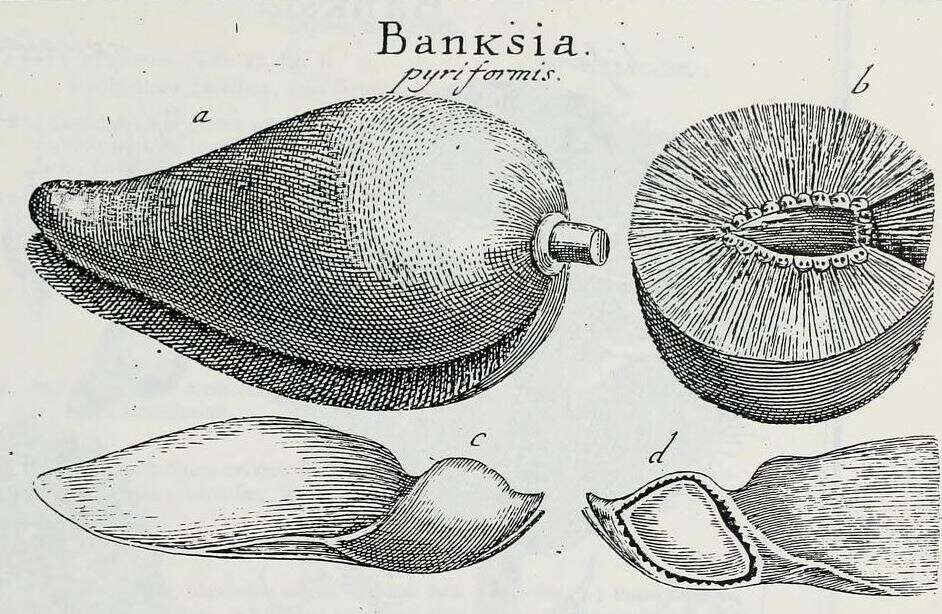 Image of Xylomelum pyriforme (Gaertner) Knight