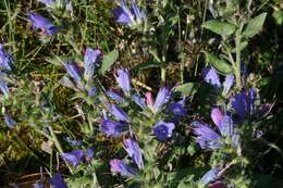 Imagem de Echium vulgare L.