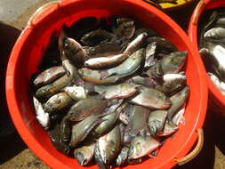 Image of Tilapia