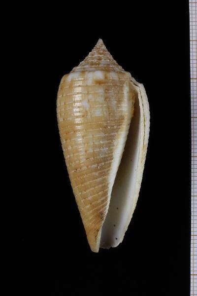 Image of Conus armadillo Shikama 1971