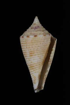 Image of Conasprella baileyi (Röckel & da Motta 1979)