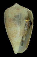 صورة Conus boeticus Reeve 1844