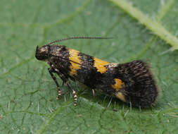 صورة Chrysoesthia sexguttella Thunberg 1794