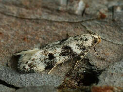 Image of Chionodes electella Zeller 1839