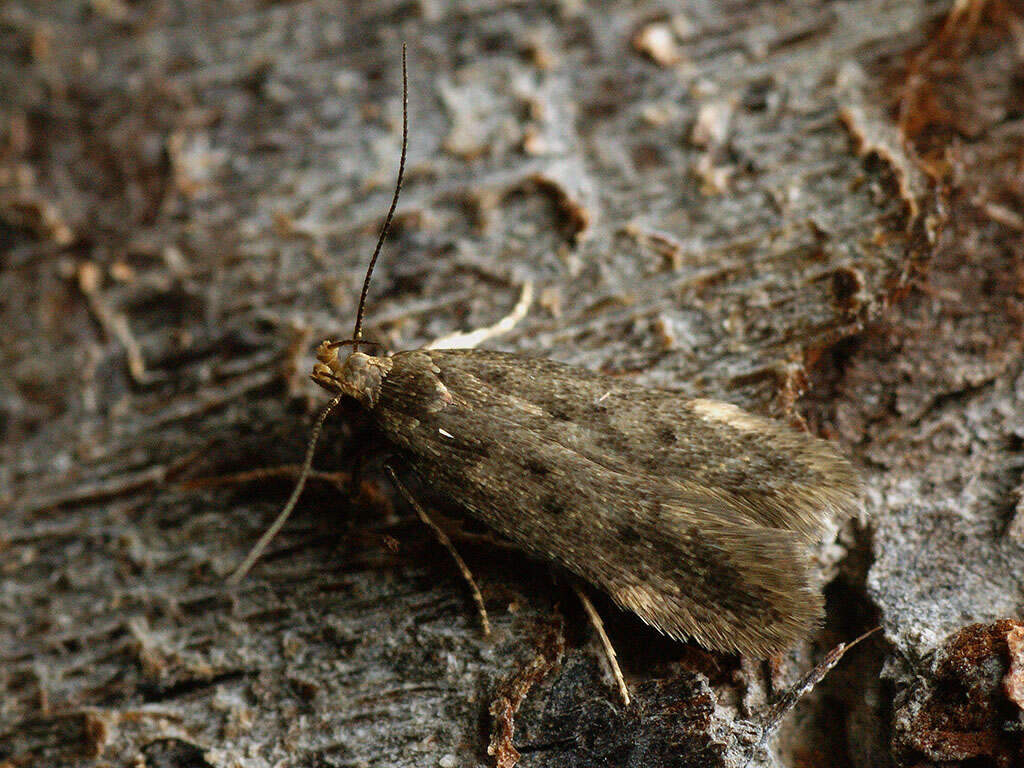 Image de Bryotropha senectella Zeller 1839