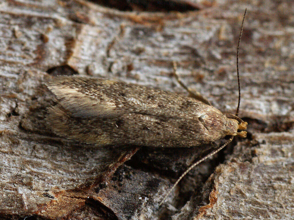 Image de Bryotropha senectella Zeller 1839