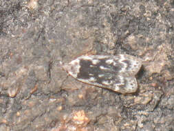 Image of birch sober