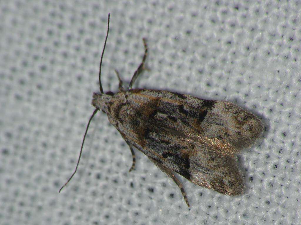 Image of Altenia scriptella