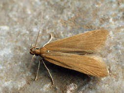 Image of Helcystogramma rufescens Haworth 1828