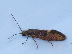 Image of Purplish Birch-miner Moth