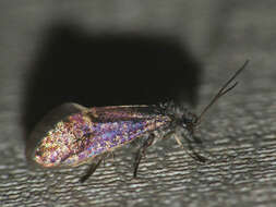 Image of Purplish Birch-miner Moth