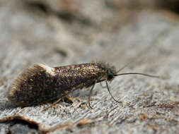 Image of Purplish Birch-miner Moth