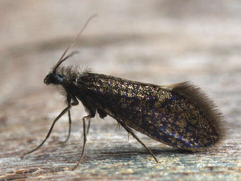 Image of Purplish Birch-miner Moth