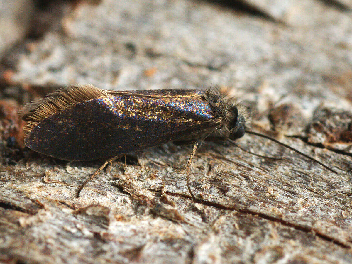 Image of Purplish Birch-miner Moth