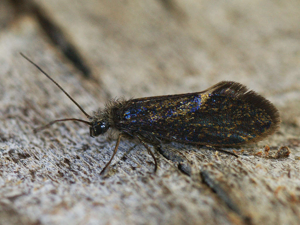 Image of Purplish Birch-miner Moth