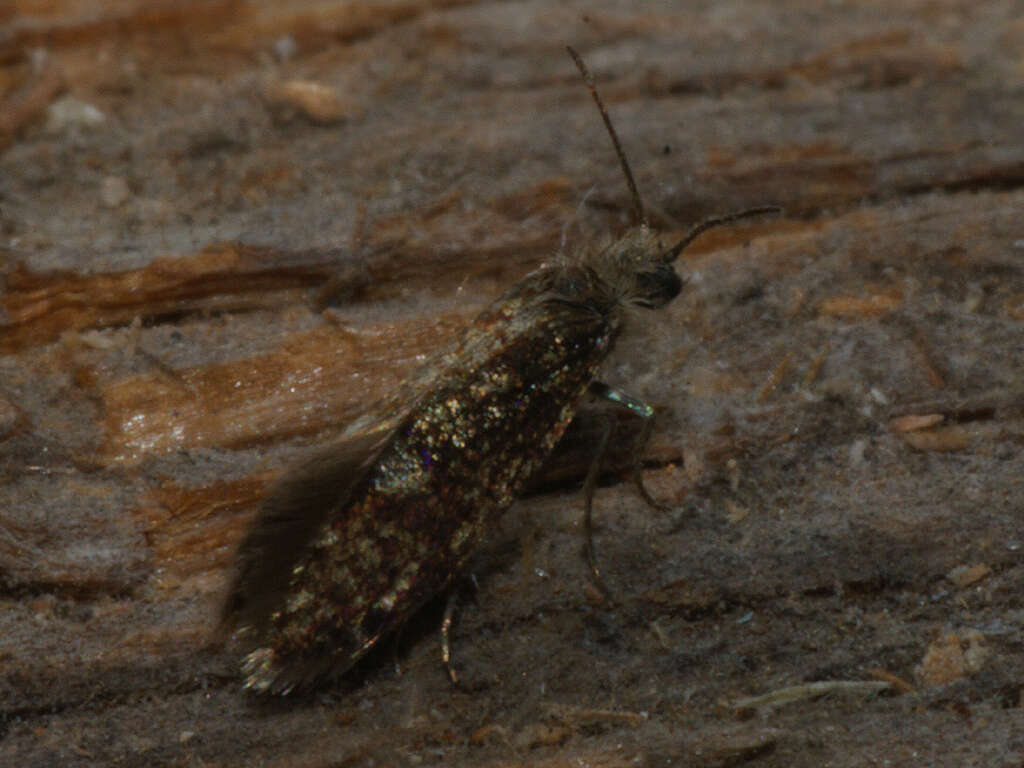 Image of Small Birch Purple