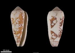 Image of Conus magnificus Reeve 1843