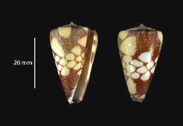 Image of Conus marchionatus Hinds 1843