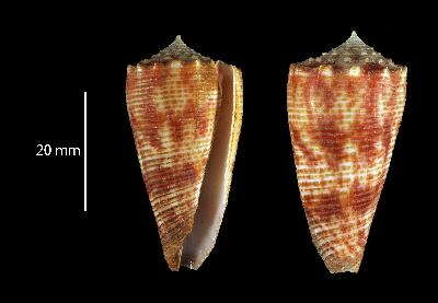 Image of Conus marielae Rehder & B. R. Wilson 1975