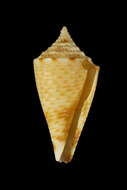 Image of Conasprella wakayamaensis (Kuroda 1956)