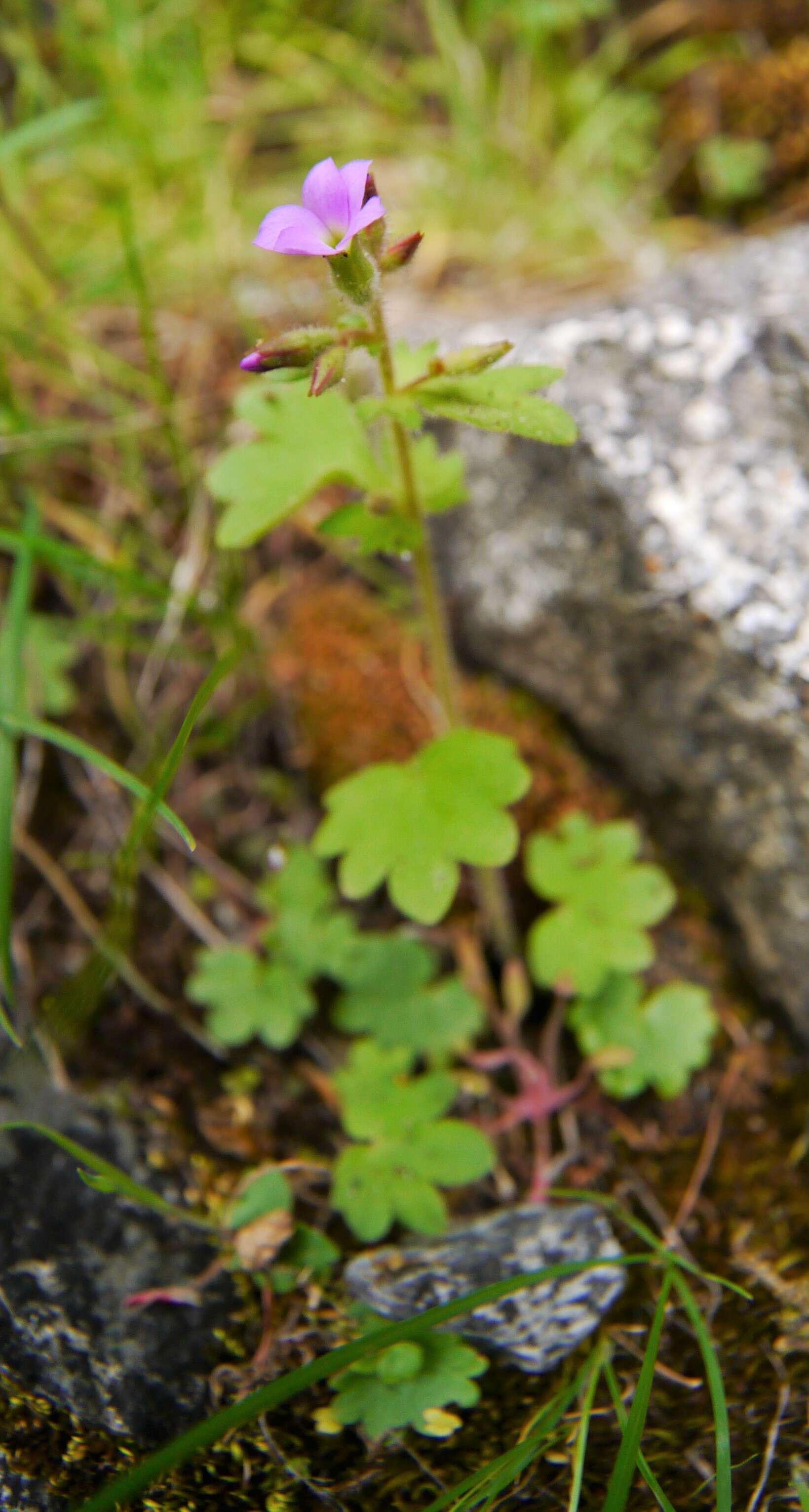 Image of violet suksdorfia